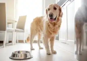 Golden Retriever Dog Stands Near Bowl