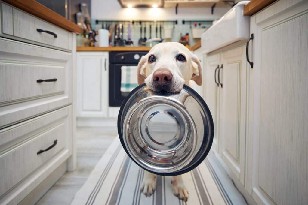 Hungriger Hund, der einen Napf hält und auf die Fütterung wartet