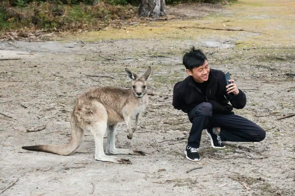 Slim young man taking selfie with kangaroo
