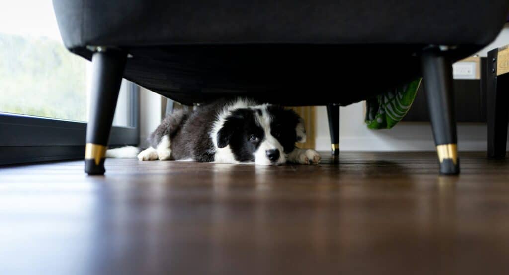 Hundewelpe versteckt sich unter dem Sofa zu Hause