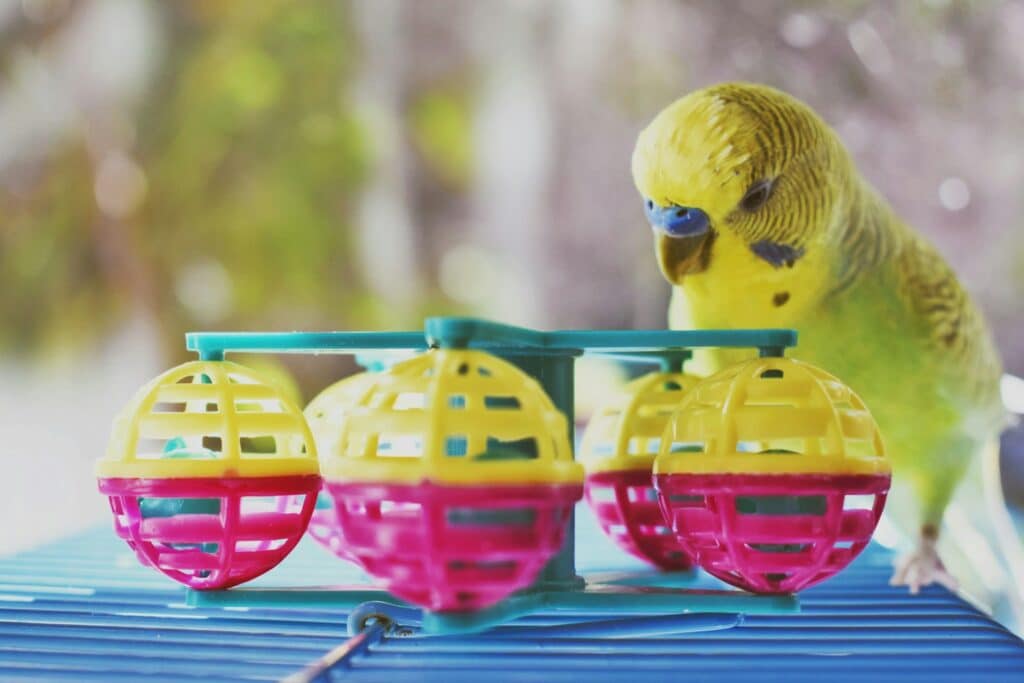 Fröhlicher gelber Wellensittich, umgeben von bunten Plastikspielzeugbällen