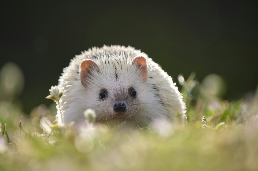 Igel und Rasenmähroboter