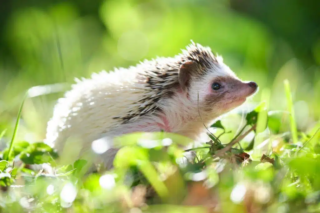 Sichere Gartenarbeit für Igel