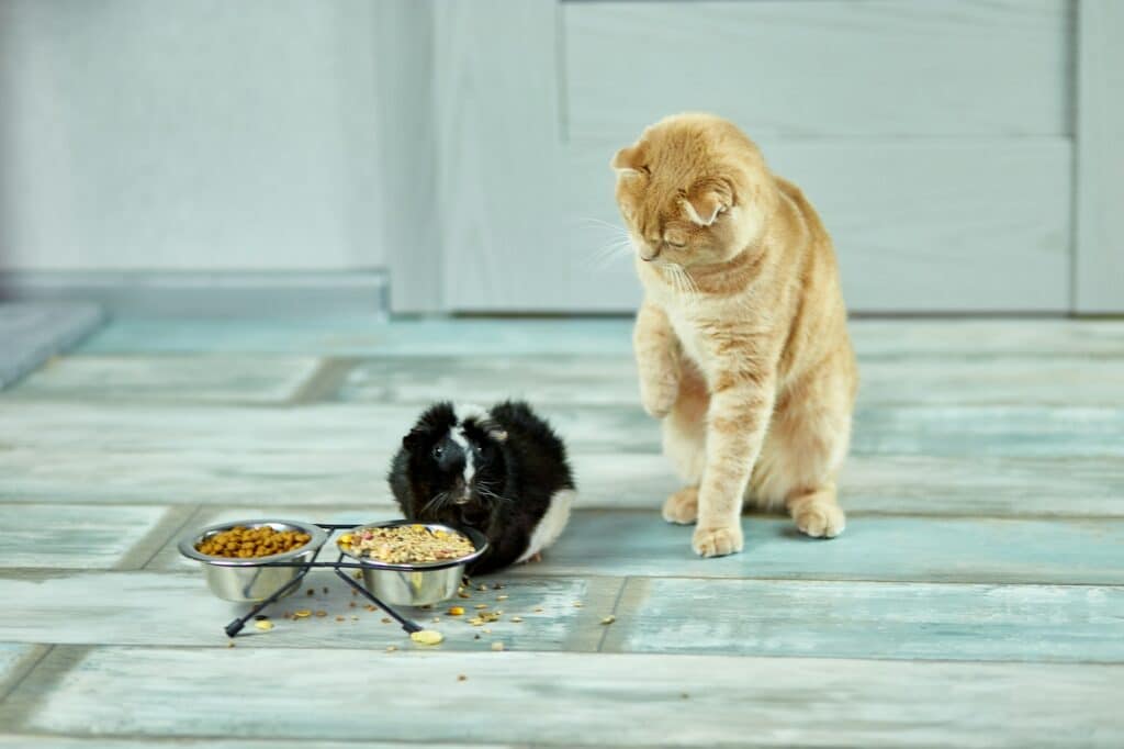 Zeitumstellung: Wie Du die Fütterung von Hund und Katze jetzt anpassen solltest