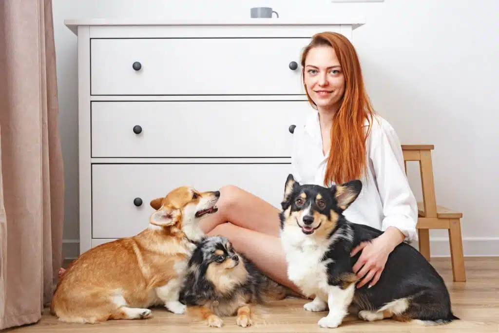 Hundeliebhaberin sitzt mit ihren drei Hunden zu Hause auf dem Boden: zwei Corgis und ein Merle-Spitz