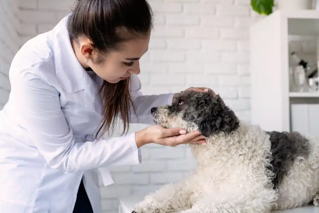 Dein Hund hat Schokolade gefressen? Bitte den Tierarzt kontaktieren!