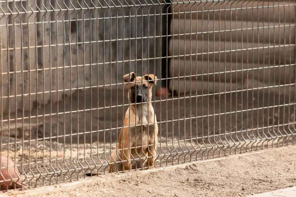 Belgischer Schäferhund Malinois im Tierheim Oldenburg