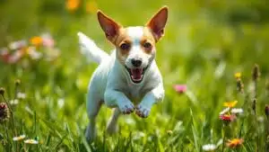 energetic small dog breed