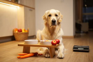 Stiftung Warentest: Alle Hundesnacks „mangelhaft“ – was bedeutet das für die Ernährung?