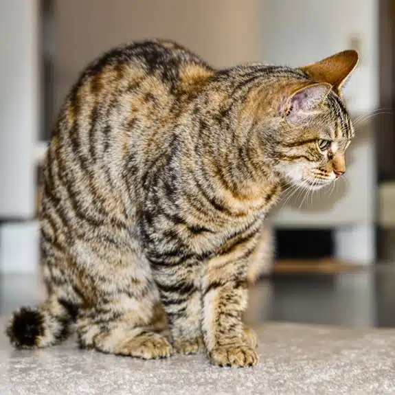 Stresssignale von Katzen erkannt